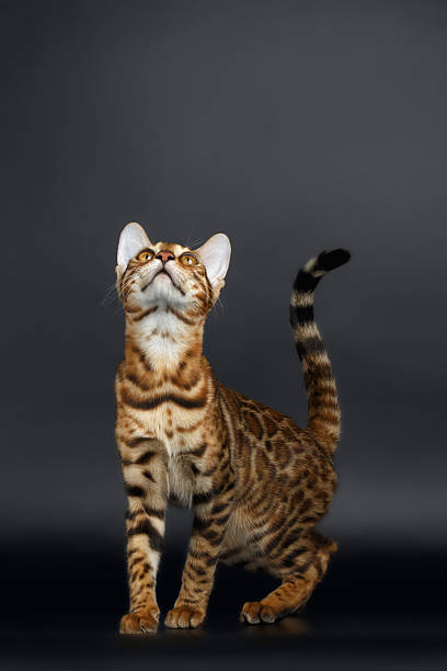 istock Closeup Playful Female Bengal Cat Looking up 472076170