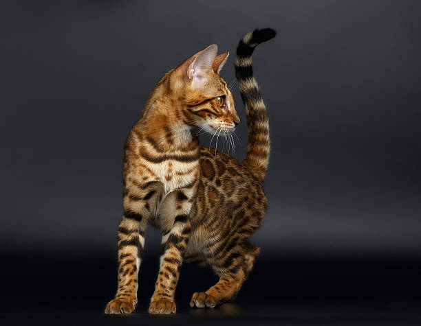 istock Closeup Playful Female Bengal Cat 472076172