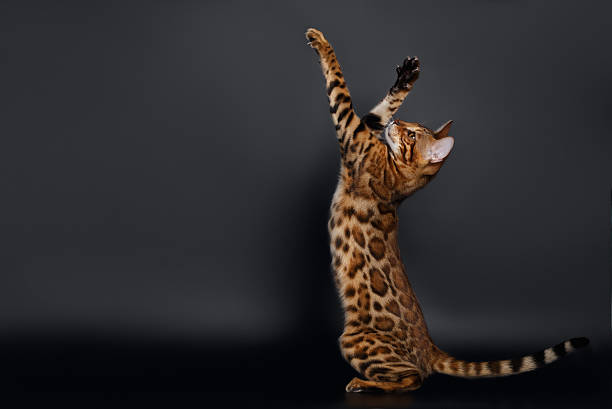 istock Rising up Paws  Playful Bengal Cat 472076174