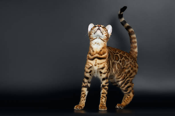 istock Closeup Playful Female Bengal Cat Looking up 472076258