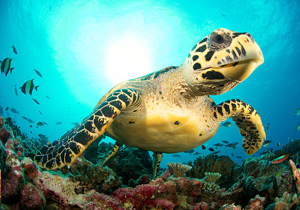 friendly sea turtle stock photo