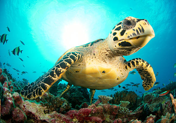 amigável tartaruga-marinha - hawksbill turtle - fotografias e filmes do acervo