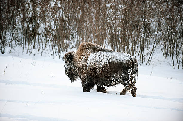 istock Wild Woodland Bison in Snow. 472076709