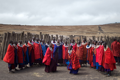 Masai village in Ngorongoro Conservation Area, Tanzania - August 2, 2014: Masai dancing to welcome visitors to the village. Ngorongoro conservation area is a great area where Masai can live folllowing thier way of life. In this area Masai can walk across the park freely. This tribal dance is very suggestive , accompanied by the dull sound of a long wind instrument and chant made ​​of hisses and pops.