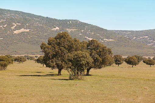 Oak holms, ilex en un bosque mediterráneo.   Cabaneros park, España photo