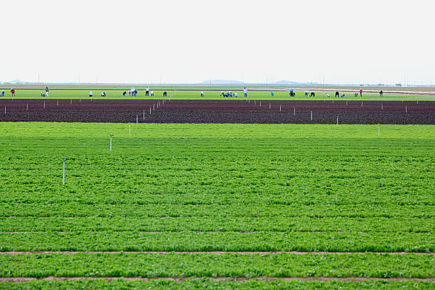 Mecca,United States- November 19,2013:  Dozens of farm workers in the agricultural fields. Rows of green lettuce and rich black soil.  Workers are Latino men and women in distance.  Mecca is on the Salton Sea in California.