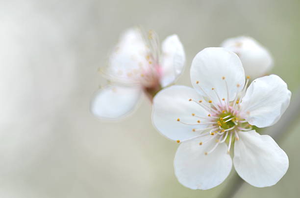 istock closeup of fresh cherry tree flowers 472078968