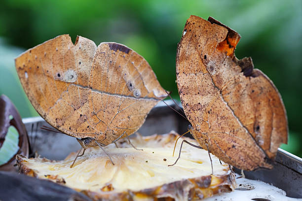 animal mimicry two oak leaf butterflies on a slice of pineapple moth larvae pictures pictures stock pictures, royalty-free photos & images