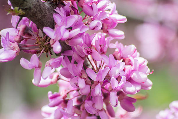 juda drzewo kwiat (cercis siliquastrum)  - judas zdjęcia i obrazy z banku zdjęć