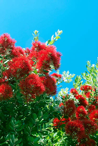 istock New Zealand Pohutukawa 472079629