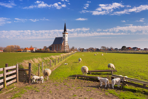 The church of Den Hoorn on the island of Texel in The Netherlands on a sunny day. A field with sheep and little lambs in the front.