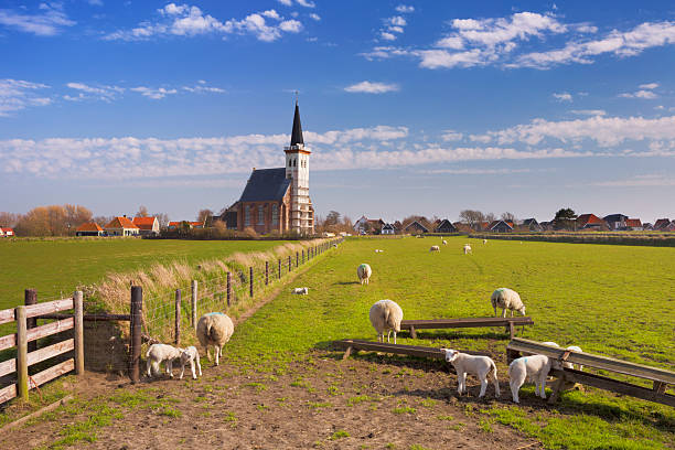 Church of Den Hoorn on Texel island in The Netherlands The church of Den Hoorn on the island of Texel in The Netherlands on a sunny day. A field with sheep and little lambs in the front. friesland netherlands stock pictures, royalty-free photos & images