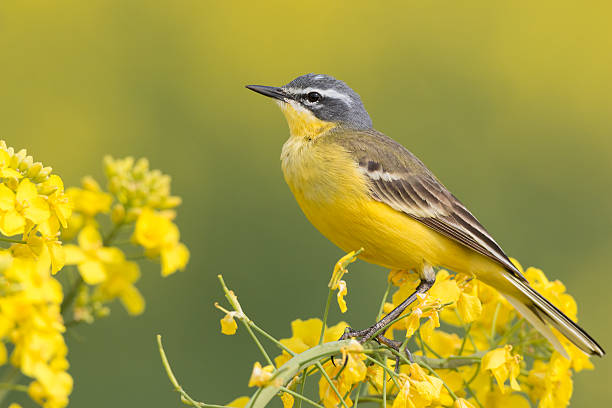 istock Western Yellow Wagtail (Motacilla flava) Rapesody 472080090