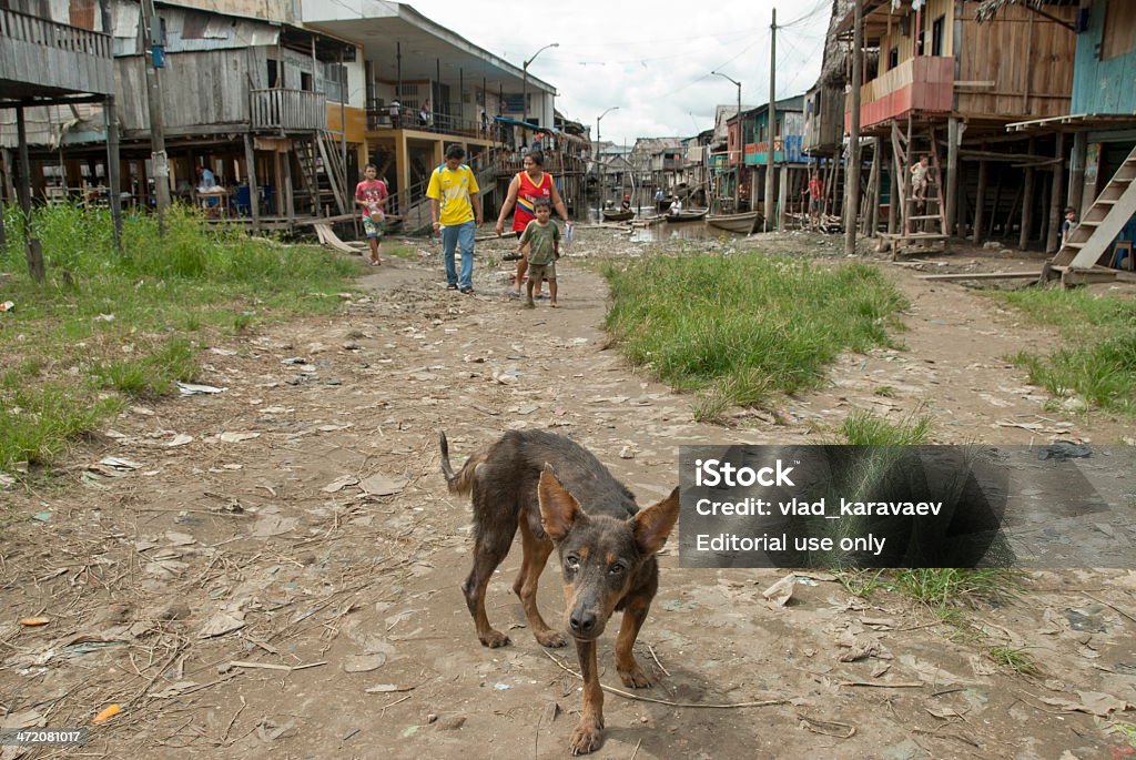 Bezpańskie Pies na ulicy w Belen, Iquitos, Peru. - Zbiór zdjęć royalty-free (Pies)