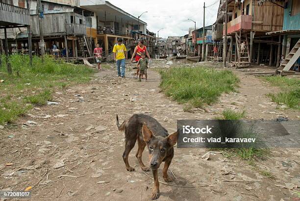 Bezpańskie Pies Na Ulicy W Belen Iquitos Peru - zdjęcia stockowe i więcej obrazów Pies - Pies, Slumsy, Ameryka