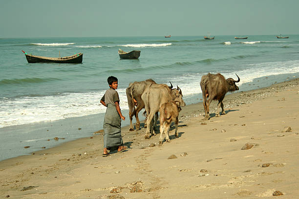 Shepherd on the Beach St. Martins Island, Bangladesh - February 23, 2008: Boy shepherd with cattle on the beach on St. Martins Island, Bangladesh st. martins stock pictures, royalty-free photos & images