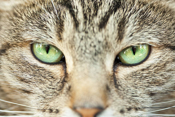 istock Tabby Cat Green Eyes Extreme Close Up 472082652