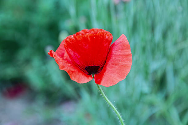 istock beautiful flowers,close-up, creative 472082764