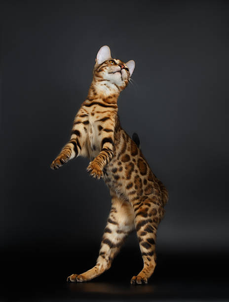 istock Playful Female Bengal Cat stands on Rear Legs 472083176