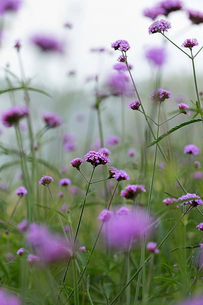 istock Verbena Bonariensis flowers. 472084001