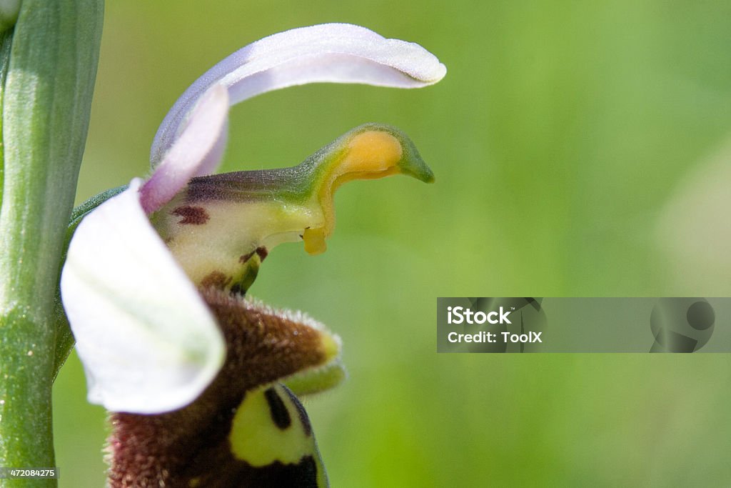 Orchid - Foto de stock de Aire libre libre de derechos