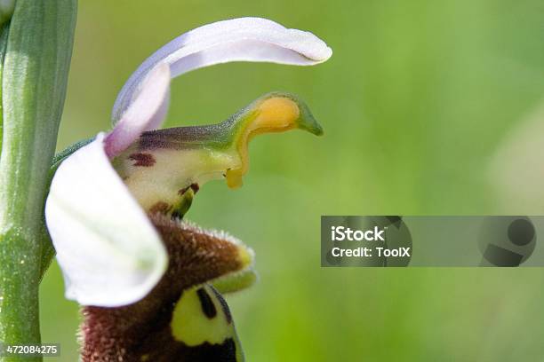 Foto de Orchid e mais fotos de stock de Amarelo - Amarelo, Animais em Extinção, Beleza natural - Natureza