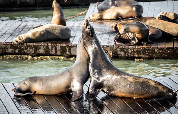 istock Sea Lions on a Pier 472084417