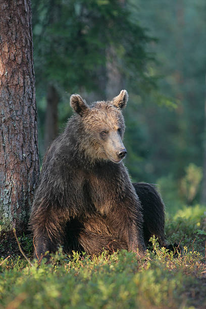 istock European brown bear, Ursus arctos 472085161