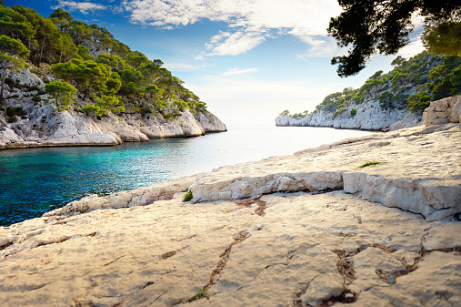 Pine Trees above bay with turquoise water. Location: \