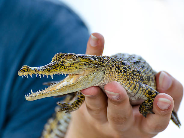 istock baby crocodile in Sri Lanka 472085728