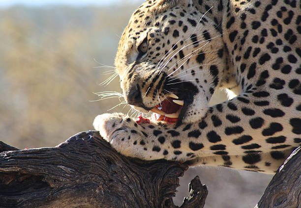 istock African Leopard Eating Meat on Tree Branch 472085909