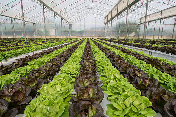 istock Lettuce crops in greenhouse 472086178