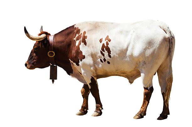 istock Standing adult bull. Isolated over white 472086532