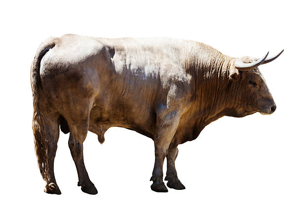 istock Adult white   bull, isolated over white 472086534