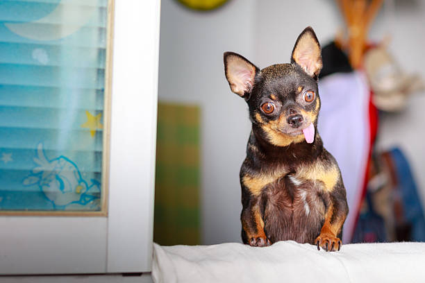 istock chihuahua puppy in the window 472086962