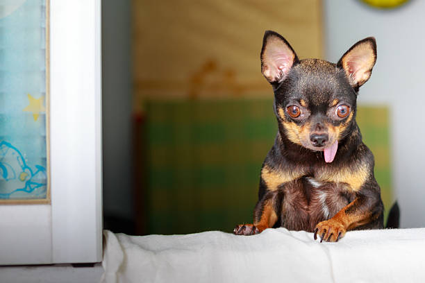 istock Cute chihuahua looking out a window 472086966