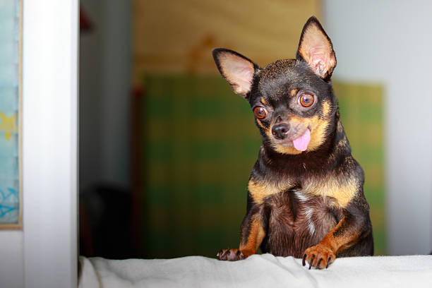 Cute chihuahua looking out a window