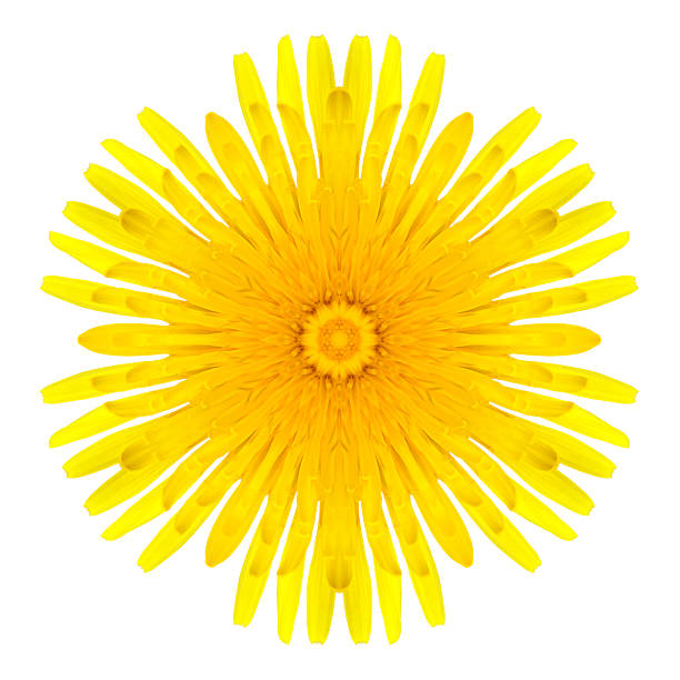 focus on stamen