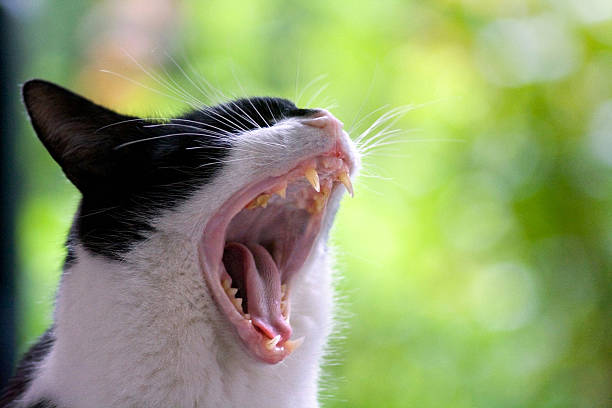 istock Yawning domestic cat 472087783