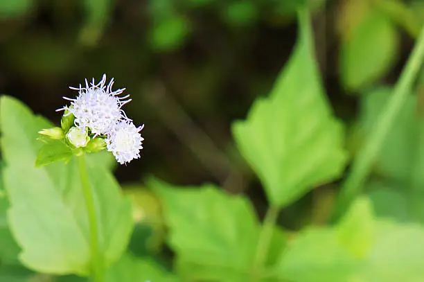 Grassflower in the country of thailand