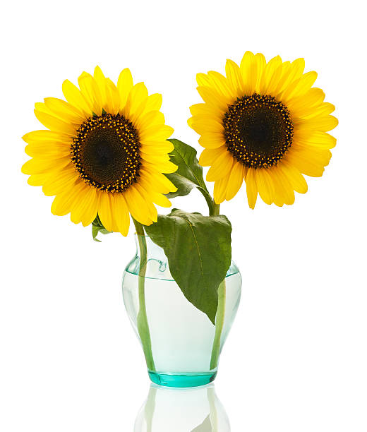 istock sunflowers in  vase 472089421