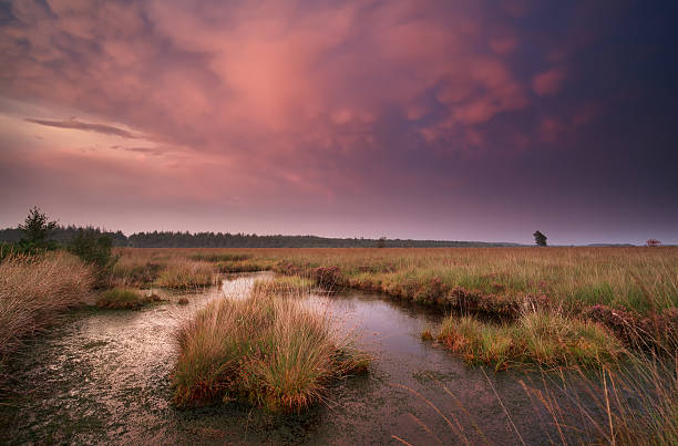 istock mammatus clouds over swamp at sunset 472090133