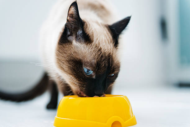 cat eating pet food stock photo