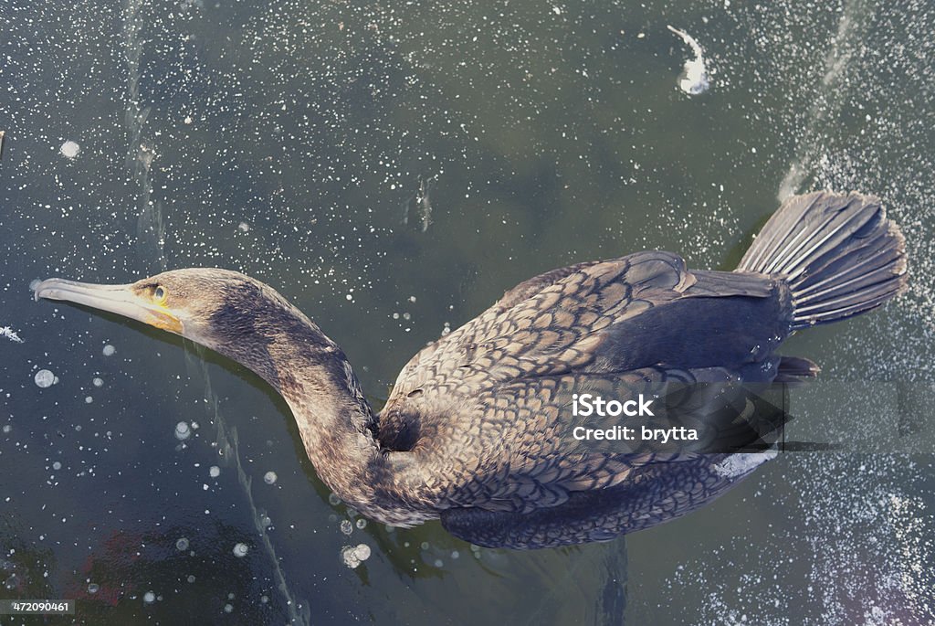 Martwe cormorant - Zbiór zdjęć royalty-free (Bez ludzi)