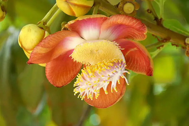 cannonball flower : Couroupita guianensis Aubl.