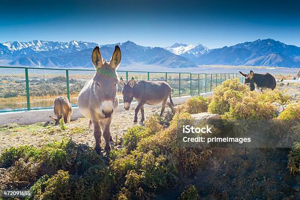 Серый Donkey В Norther Часть Индия — стоковые фотографии и другие картинки Азия - Азия, Без людей, Возвышенность