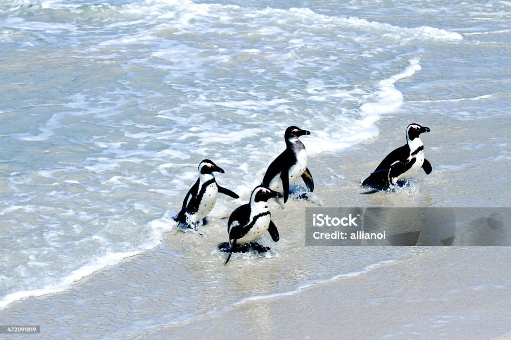 African Penguins - Haz?r G?r?nt? These African Penguins belong to a monogamous species (Spheniscus demersus); the lifelong partners take turns to incubate their eggs and feed their young. Africa Stock Photo