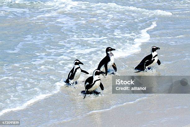 African Penguins Hazr Grnt Stock Photo - Download Image Now - Africa, Animal, Animal Fin