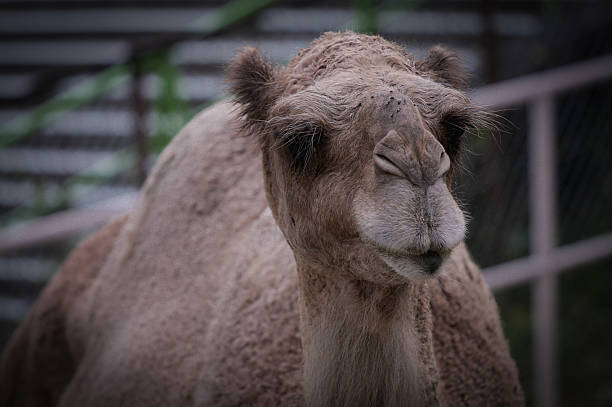 낙타 - camel dromedary camel desert alice springs 뉴스 사진 이미지