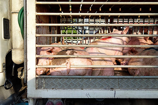 istock Pigs on their way to an abattoir. 472093367